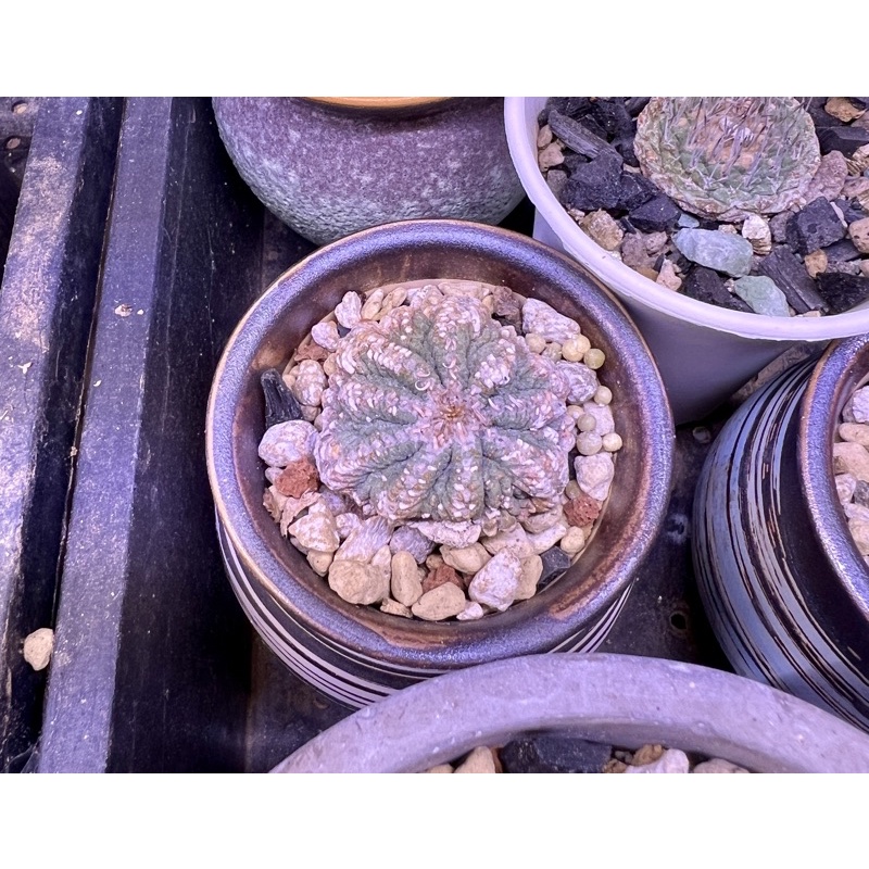 老花籠 實生株非降接 蝦皮購物