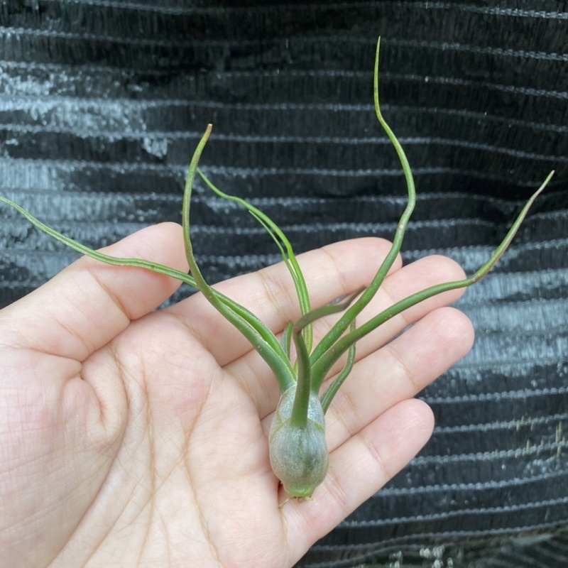 空氣鳳梨 小章魚(大) Tillandsia bulbosa