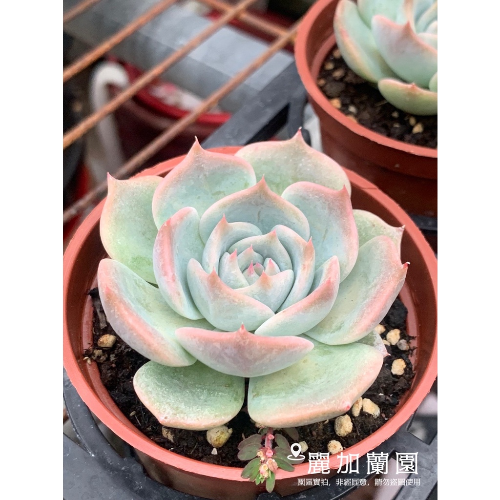 限時特價 麗加 多肉植物 古珍娜 蝦皮購物