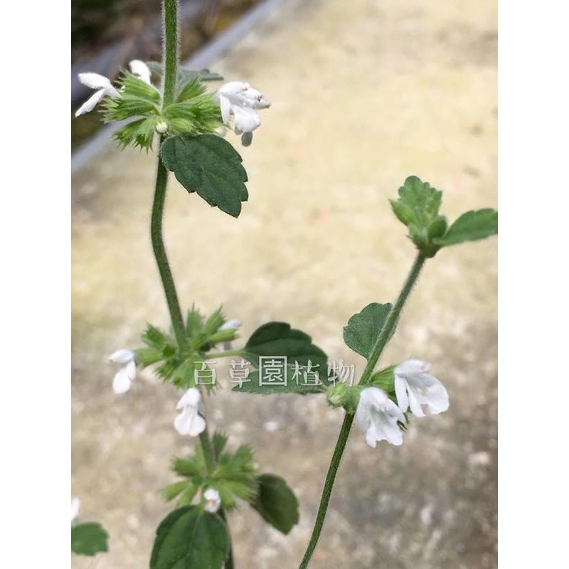 百草園工作室 白花草 蝦皮購物