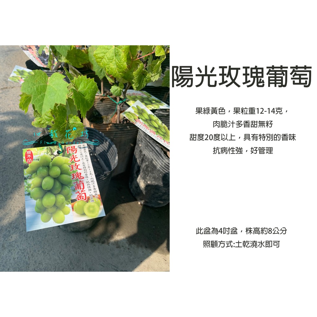 心栽花坊-陽光玫瑰葡萄/4吋/阡插苗/葡萄品種/水果苗/售價400特價350