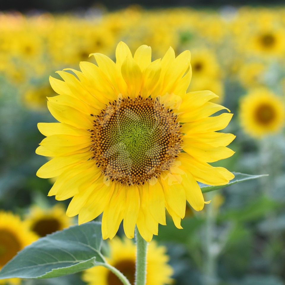 現貨 10倍蝦幣回饋 金鑽向日葵種子黃花綠心向日葵太陽花種子日頭花無花粉夾鏈袋小包裝花海 蝦皮購物