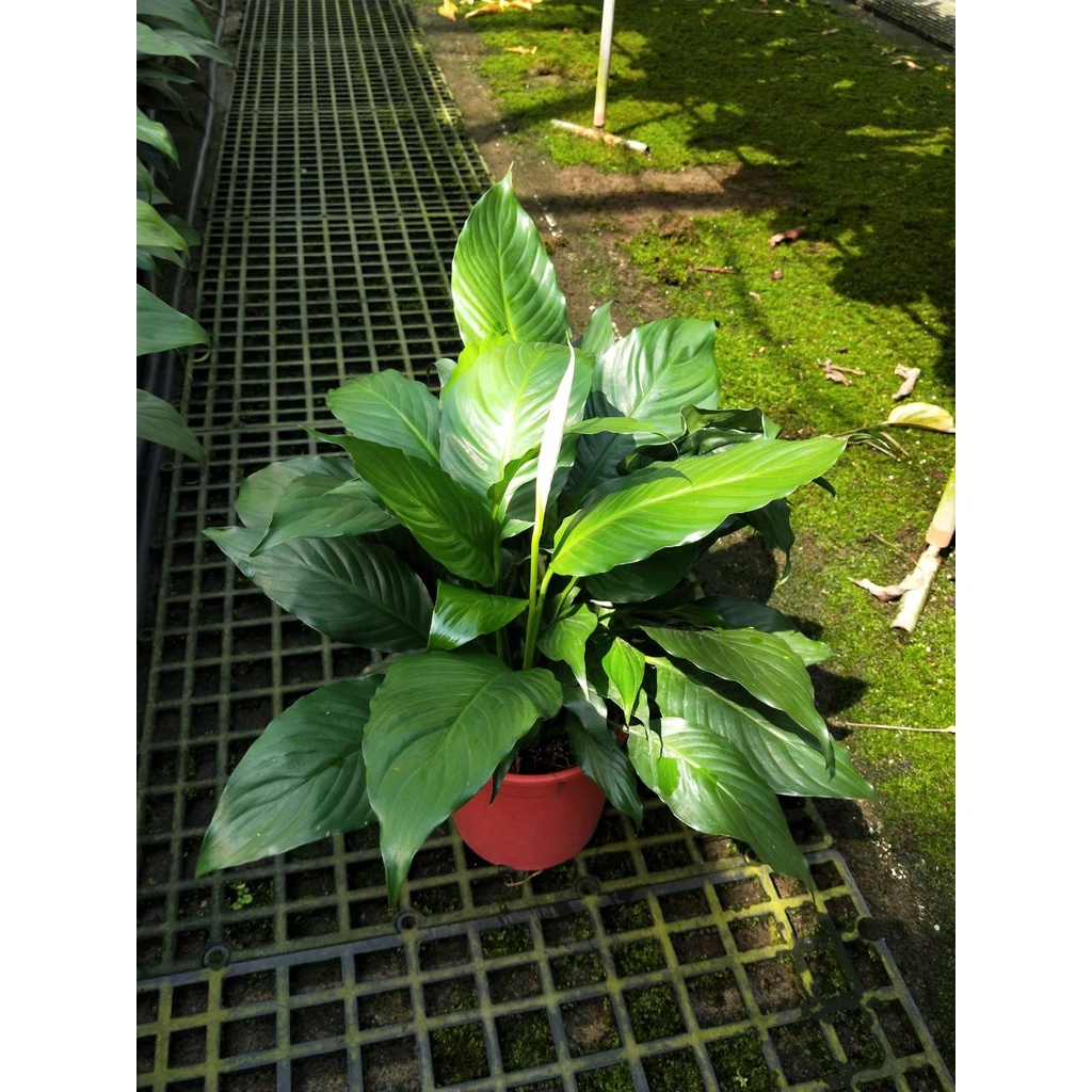 🎄綠世界🎄觀葉植物🎄白鶴芋🎄5/6吋盆🎄