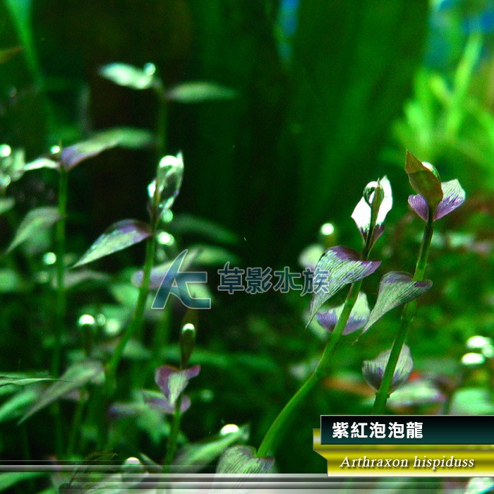 Ac草影 紫紅泡泡龍 兩株 蝦皮購物