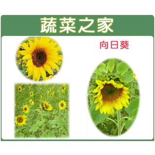 蔬菜之家滿額免運【00H01】大包裝.向日葵種子500克(花卉種子)