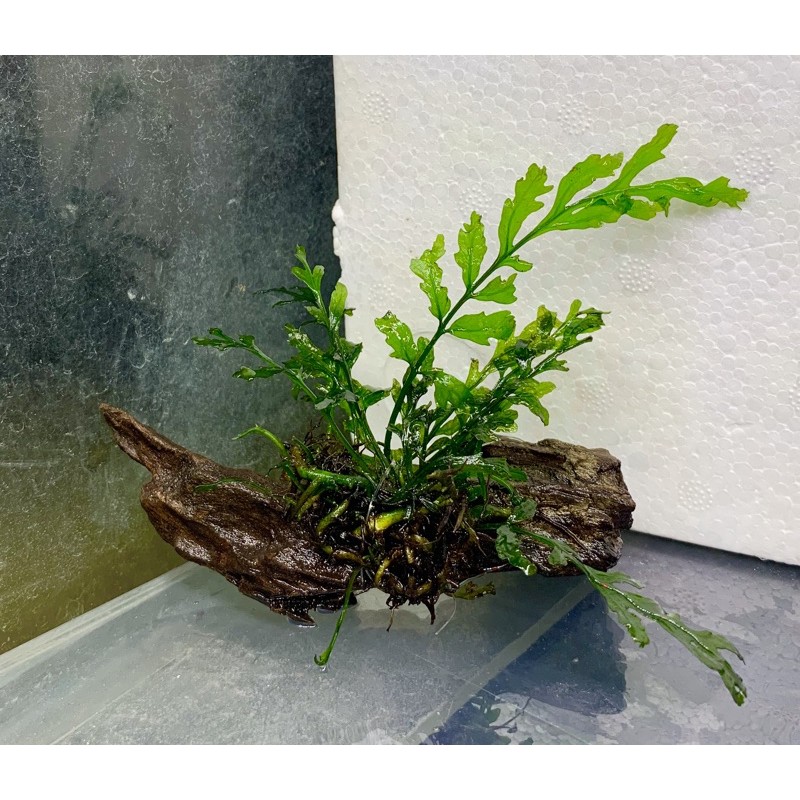 水族魚缸co2 Ptt Dcard討論與高評價網拍商品 21年10月 飛比價格
