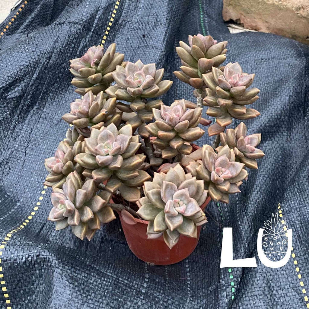 三吋多肉植物 姬朧月 呂爸爸農家樂 蝦皮購物