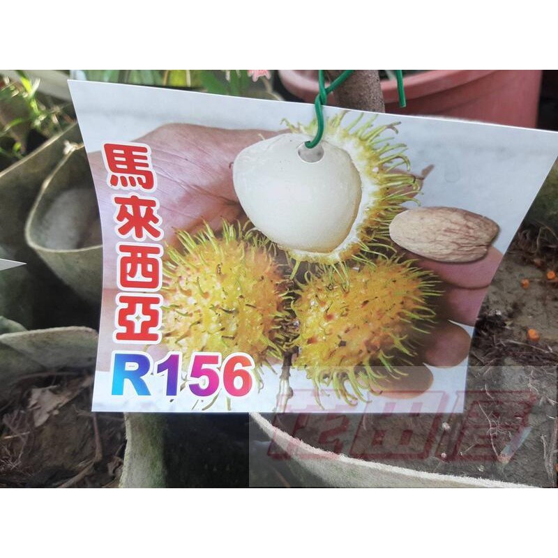 花田厝_水果苗--馬來西亞156，新品種一甜度高4吋盆苗高40-60公分