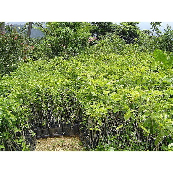 ＊山林農莊-咖啡苗* 6年咖啡樹 - 10萬棵苗~阿拉比卡咖啡樹~咖啡樹苗