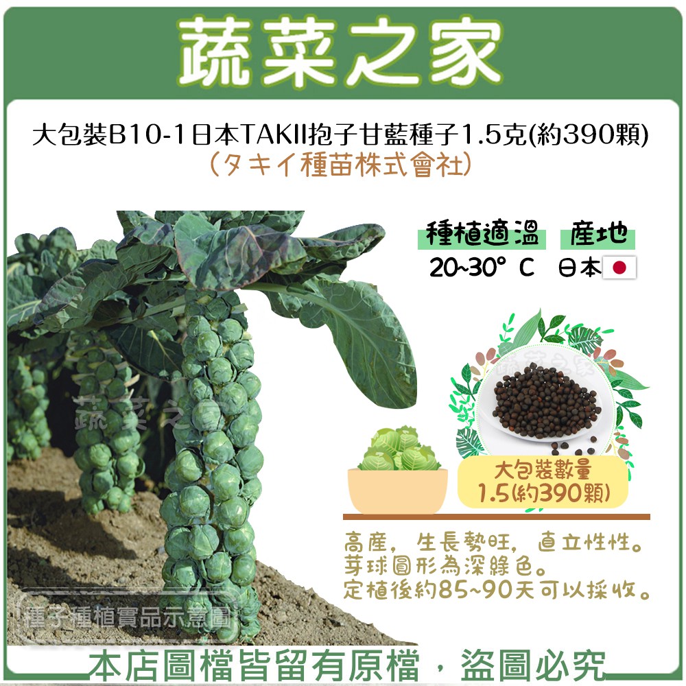 【蔬菜之家滿額免運】大包裝B10-1.日本TAKII抱子甘藍種子1.5克(約390顆)(タキイ種苗株式會社)孢子甘藍 高