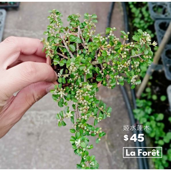 【La Forêt 植物專賣】姬水蓮木 / 3吋盆栽 / 療癒小物 / 居家盆栽 / 觀葉植物