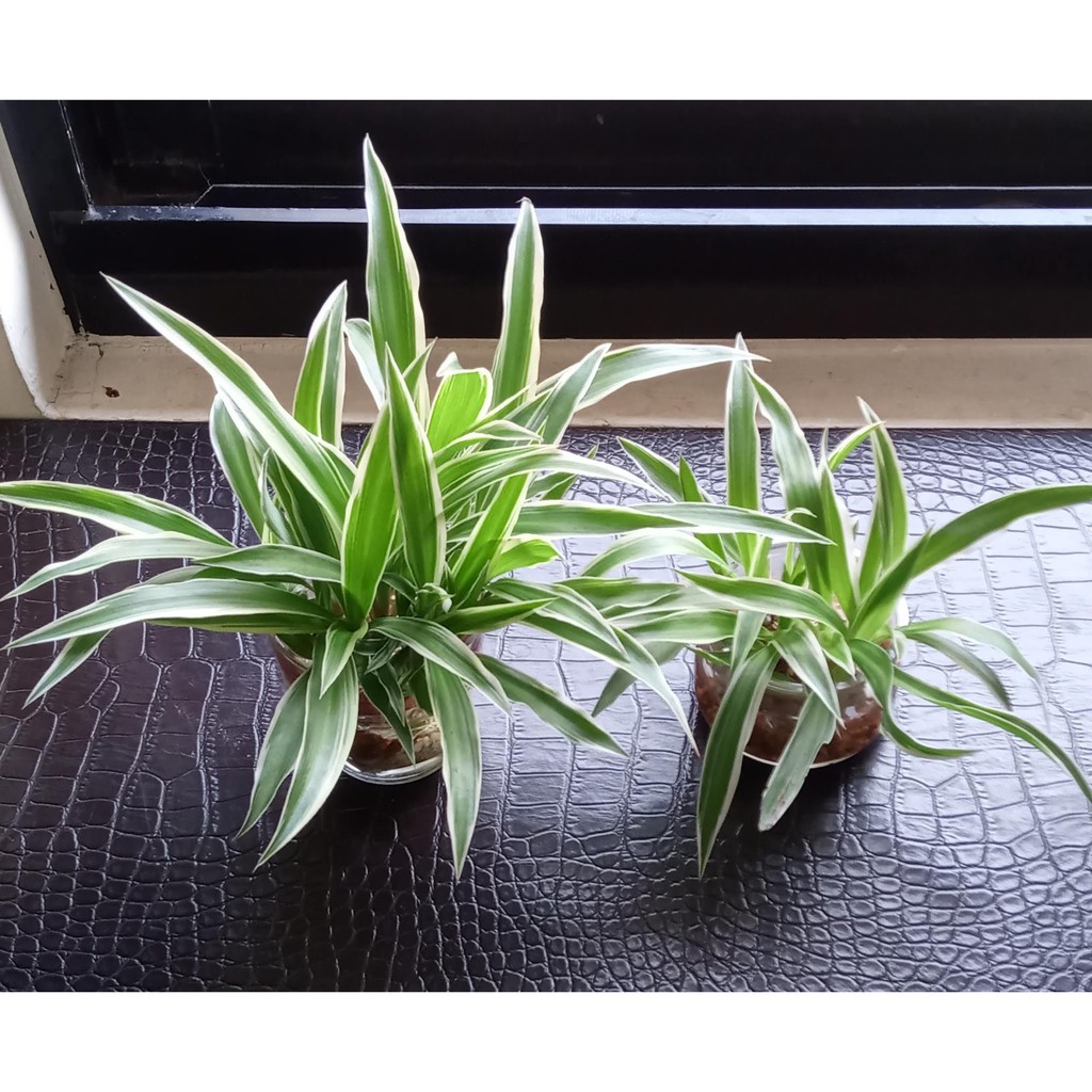 吊蘭 折鶴蘭 水耕苗 約10 15cm 淨化空氣 簡單乾淨 蝦皮購物