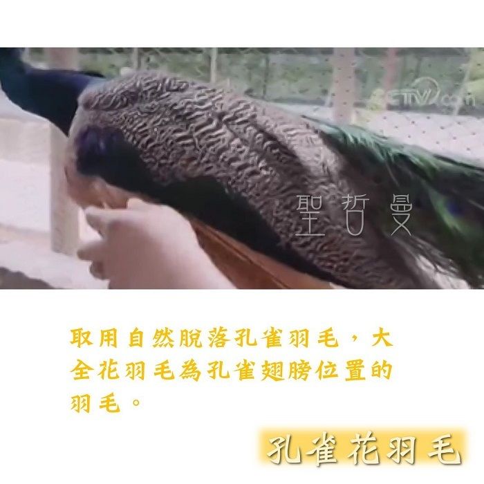 孔雀翎 孔雀金羽 孔雀藍羽毛 孔雀花羽自然脫落孔雀羽毛孔雀羽毛儀式羽毛風元素 逗貓道具 逗貓棒材料 聖哲曼 蝦皮購物