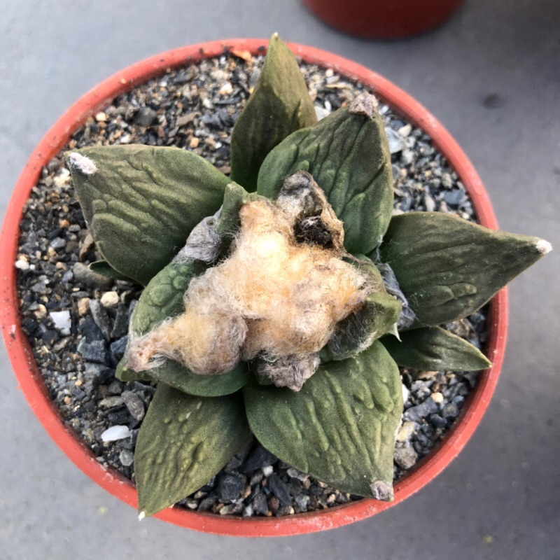 多肉植物仙人掌花牡丹交種實生 蝦皮購物