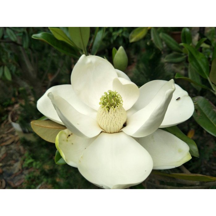 木蓮花 洋玉蘭 荷花玉蘭 十五年樹齡移植袋裝完成隨時可移植 蝦皮購物