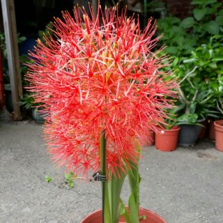 球根植物 優惠推薦 22年10月 蝦皮購物台灣