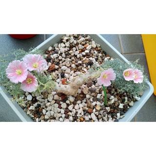 白皮月界(Sarcocaulon peniculinum ) 自產種子