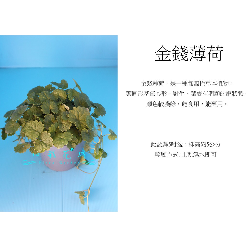 心栽花坊 金錢薄荷 5吋 香料香草植物 售價1特價100 蝦皮購物