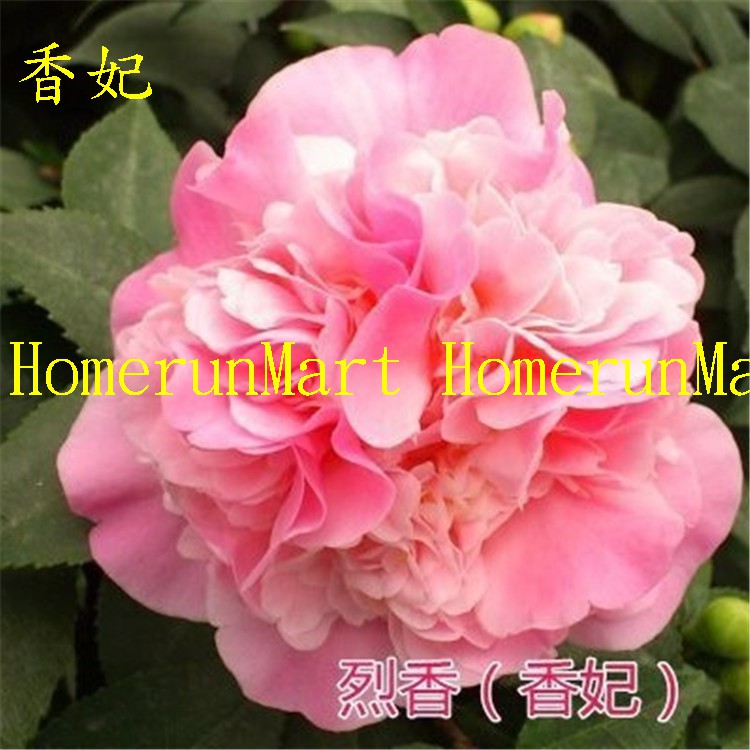 Zto黑魔法山茶花種子3粒黑魔法茶花紫色光輝亞歷山大花鶴翎正黃旗六面錦十八學士火龍珠甘貝爾茶花種子 蝦皮購物