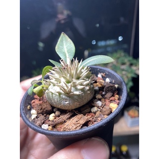 Lf 線上商店 蝦皮購物