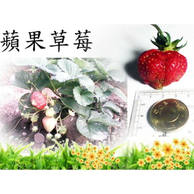草莓苗/蘋果草莓/3吋盆