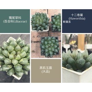 黑肌玉露 三吋盆 大品款 含盆寄出 百合科 #十二卷屬(Haworthia) #玉露 #多肉植物