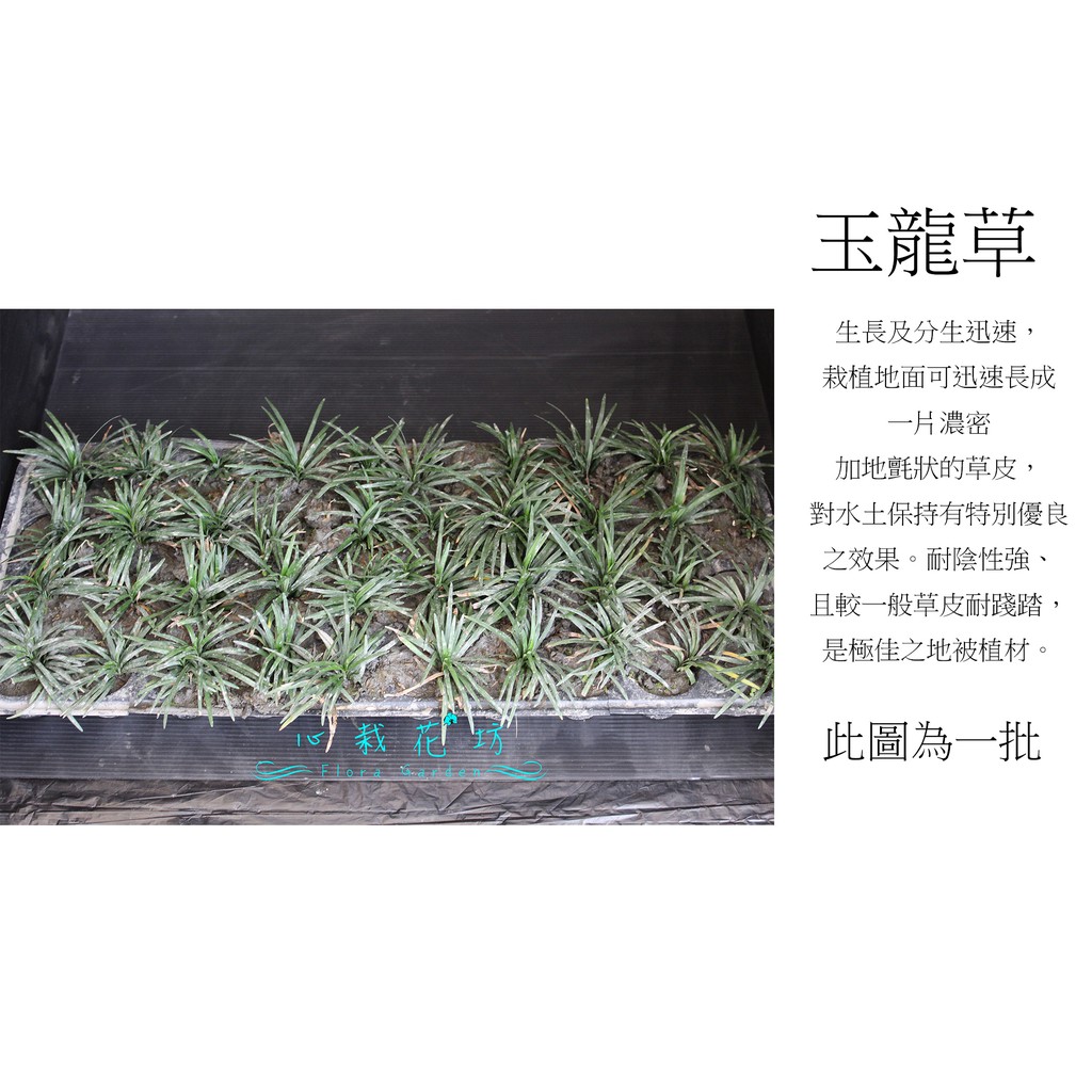 心栽花坊 玉龍草 地被植物 巴西地毯 百慕達 台北草 假儉草 果嶺草 售價180特價150 蝦皮購物