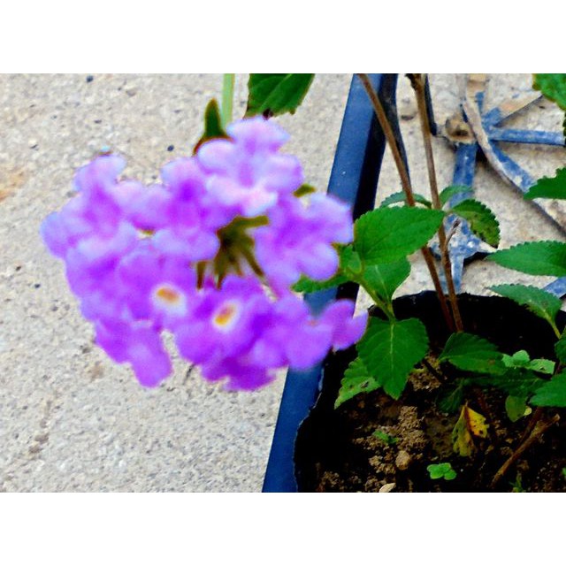 馬櫻丹2(紫色)扦插枝條10枝100元