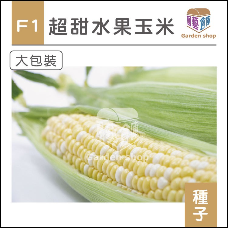 F1超甜水果玉米種子(大包裝)-雙色水果玉米，多汁香甜適合鮮食《園藝倉庫》