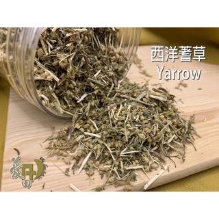 {薆田} 西洋蓍草 Yarrow 乾燥花草 西洋蓍草純露 手工皂用 浸泡油材料 西洋花草茶飲