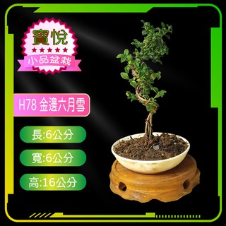 六月雪 優惠推薦 21年8月 蝦皮購物台灣