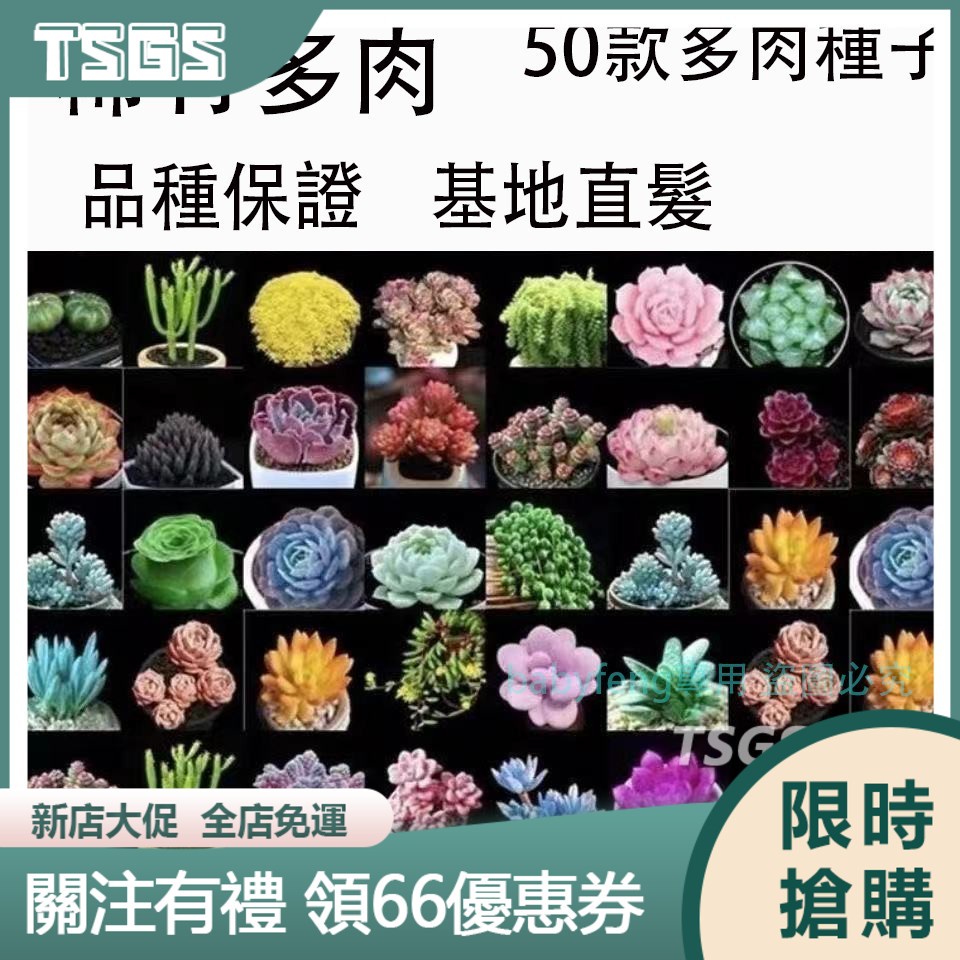 【TSGS】四季播種五十款多肉種子 稀有多肉種子陽臺盆栽桌面擺放多肉植物花卉種子