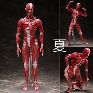 《夏本舖》日版 FIGMA SP-142 人體模型 桌上美術館 理科教室 人體構造 真實感 關節 零件 肌肉 紋理 可動