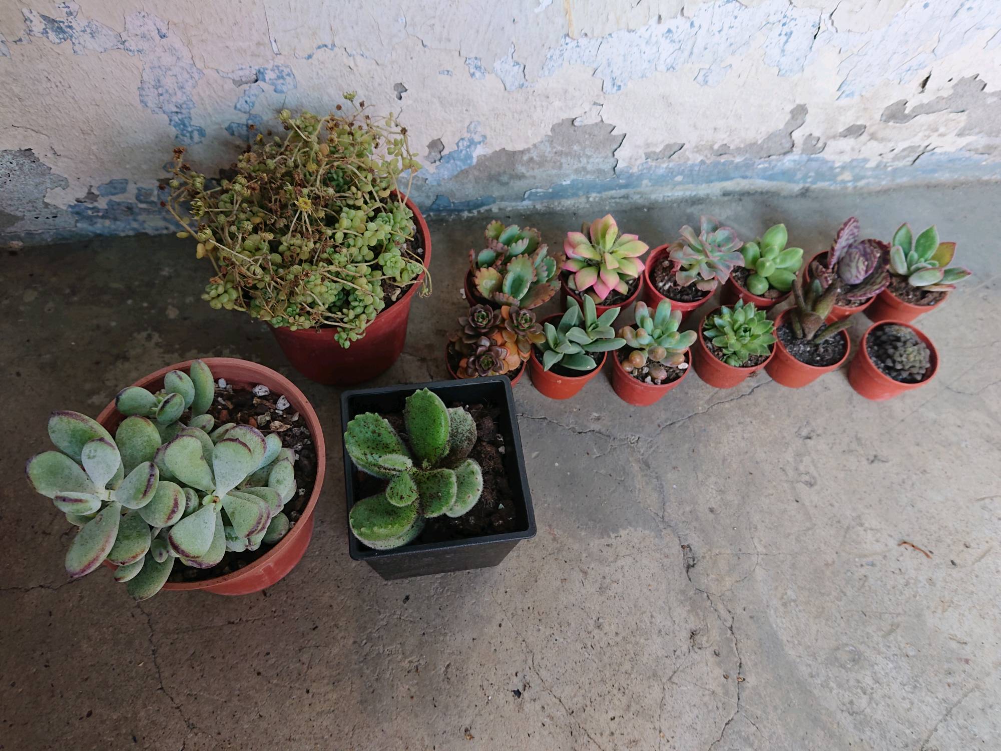 沅鈺農場多肉植物雪木福娘 露養植物有葉傷 蝦皮購物