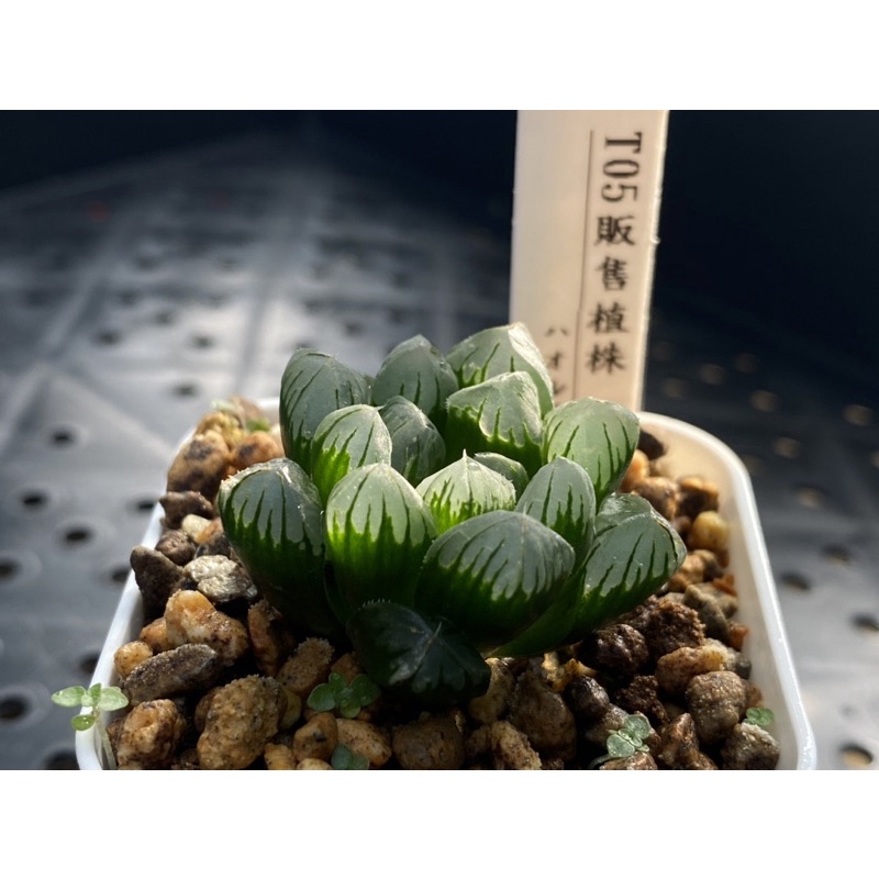 百合科 ハオルチア Haworthia  一物一拍 ｜広瀨玉露錦微錦株T05