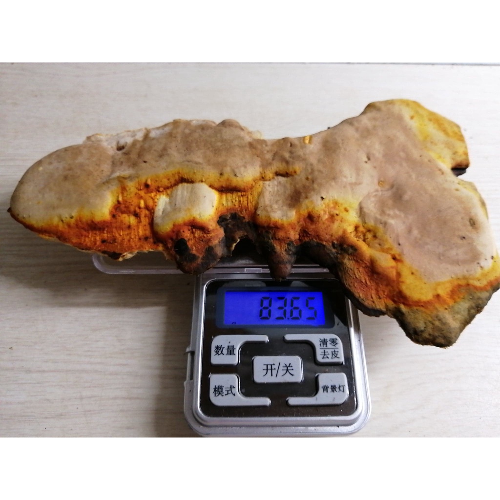 (長鴻生技)白牛樟芝顆粒滴丸.優惠上市一瓶500.極珍貴稀有.超臨界高濃縮台灣野生牛樟椴木養殖牛樟芝(菇)子實體顆粒滴丸