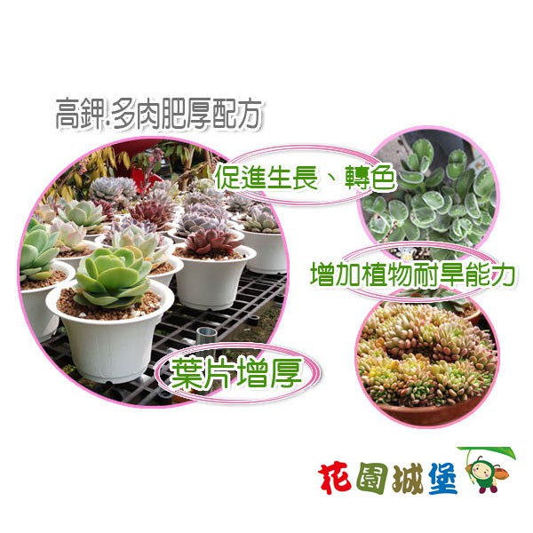 現貨 荷蘭雙倍旺327 高鉀果實增甜 多肉肥厚配方純植物有機質液肥肉多多多肉栽培 花園城堡 蝦皮購物