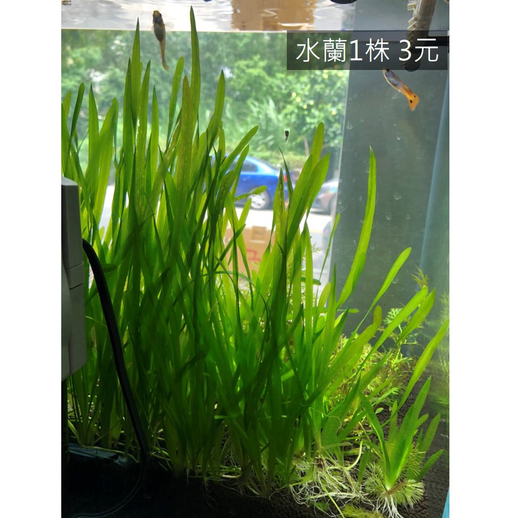 塔魚 水蘭新手水草超好養遮蔽後景草不需co2 蝦皮購物