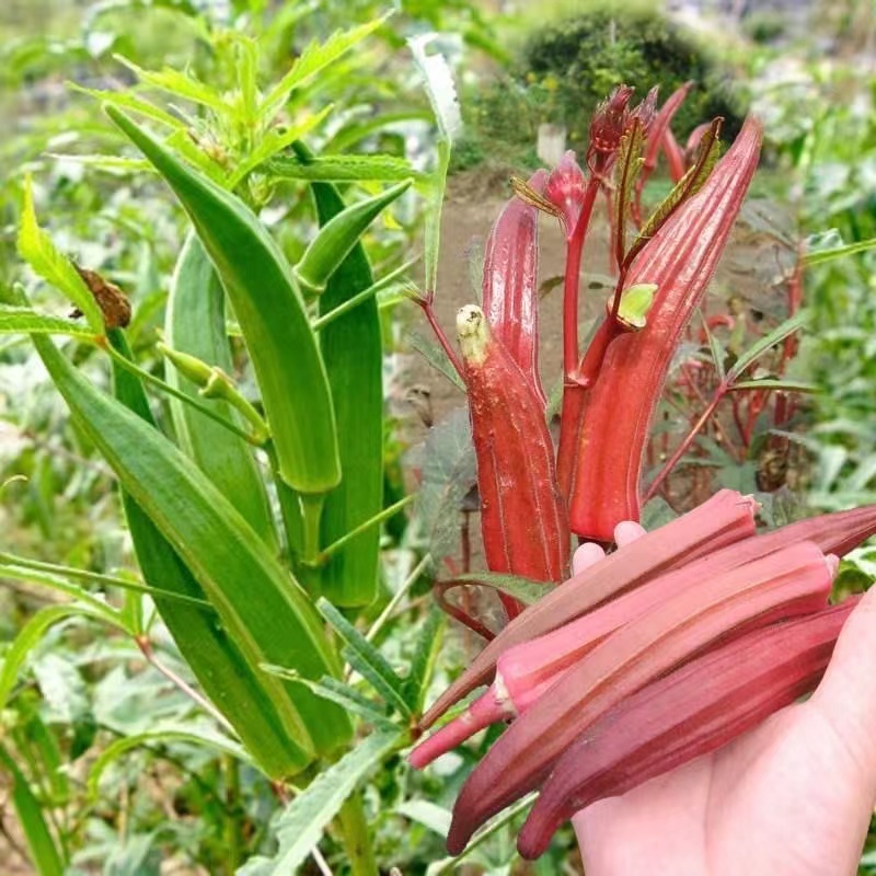 ❃店長推薦❃四季蔬菜 秋葵種子 高產 黃秋葵 紅秋葵 農家庭院蔬菜 易種植  易養活 種子水培盆栽 夏秋天可種