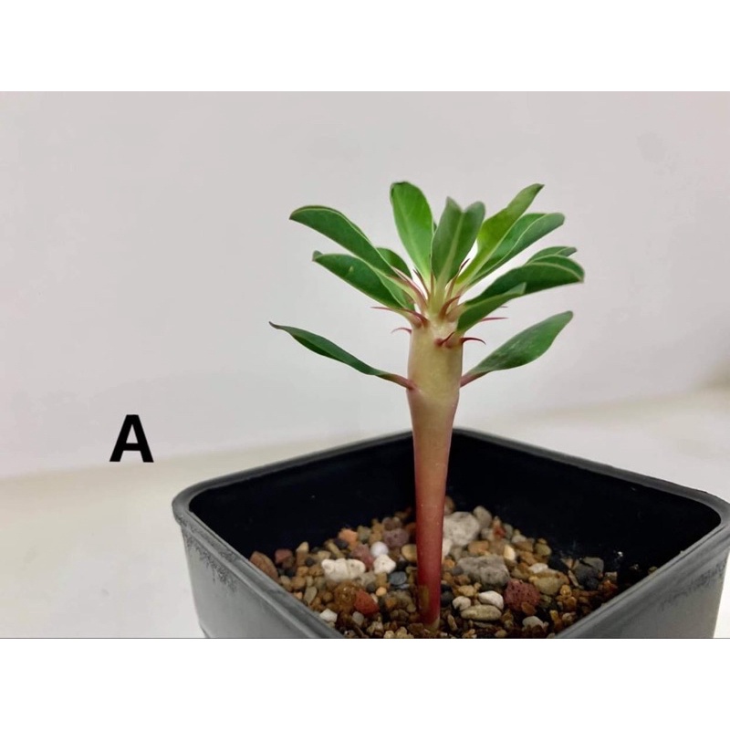 鬼棲閣大戟Euphorbia guillauminiana/鬼棲閣/塊根植物/一物一拍/珍稀植物
