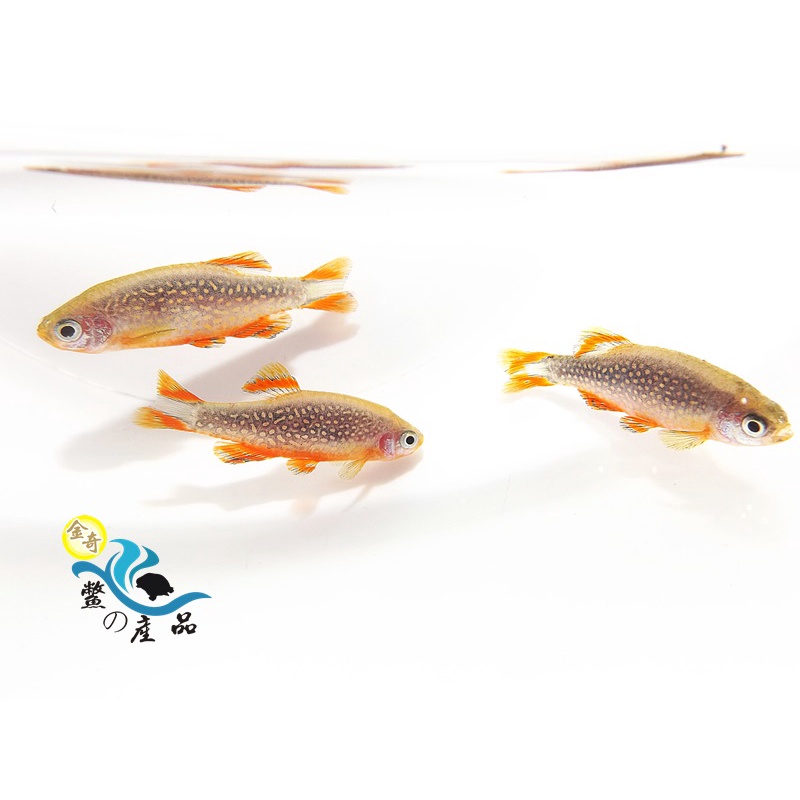 火翅金鑽燈魚草缸必備 幼魚 高級活餌 蝦皮購物