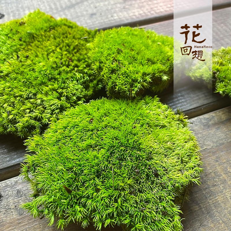 花回想 苔草 永生苔草 永生水草 大苔球 韓國永生水草 苔球 青苔 水草 永生苔草 永生花材料 乾燥花材料 蝦皮購物