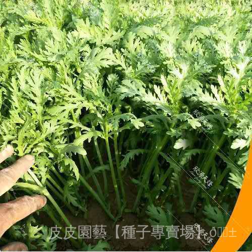 種子夯小葉茼蒿菜種子 可多次採收 陽台庭院四季易種蔬菜種子青菜種子 kXVi