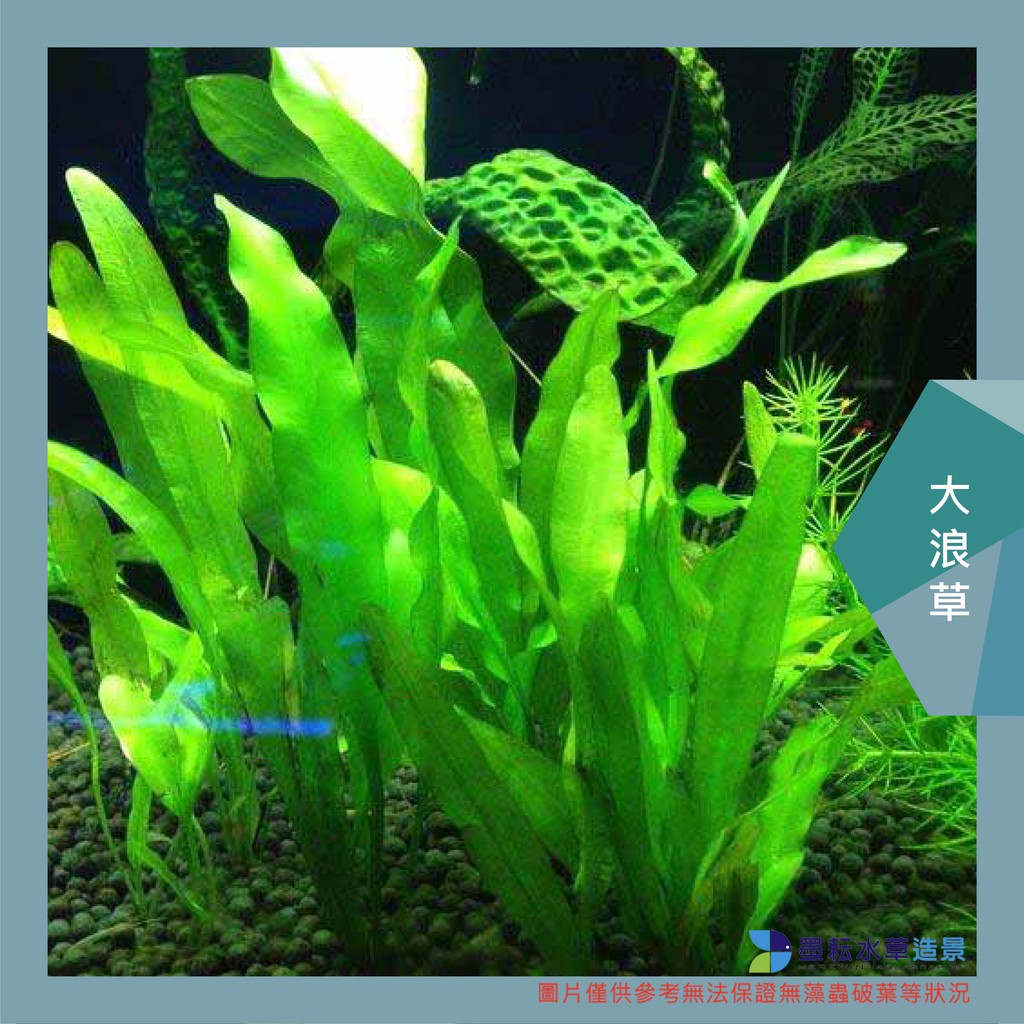 墨耘水草 大浪草 水中葉 1株 90元後景不需co2 耐熱水族 蝦皮購物