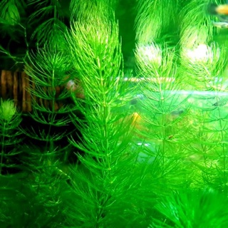 限量 金魚藻魚缸基本入門款水草無根強健陰性水生植物淨化水質 水之舞坊 蝦皮購物