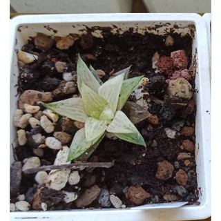 時花 多肉種子百合科冰砂糖錦 蝦皮購物