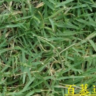 尋花趣 百慕達草 【草種子】 已脫殼/未脫殼 /造粒 (每包1公斤) 狗牙根 絆根草 鐵線草 牛馬根 馬根子草 鋪地草