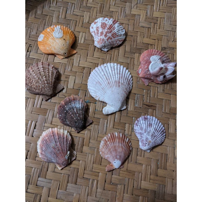 貝殼坊 天然貝殼 彩色扇貝 （一片 ）*隨機出貨*