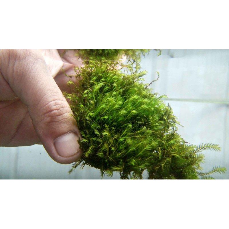 阿馨水草屋 水草造景 台灣原生種 大鳳尾 散裝8 8尺寸 出貨時水上葉 水族景觀設計造景裝飾水族箱真的水草缸專賣店 蝦皮購物