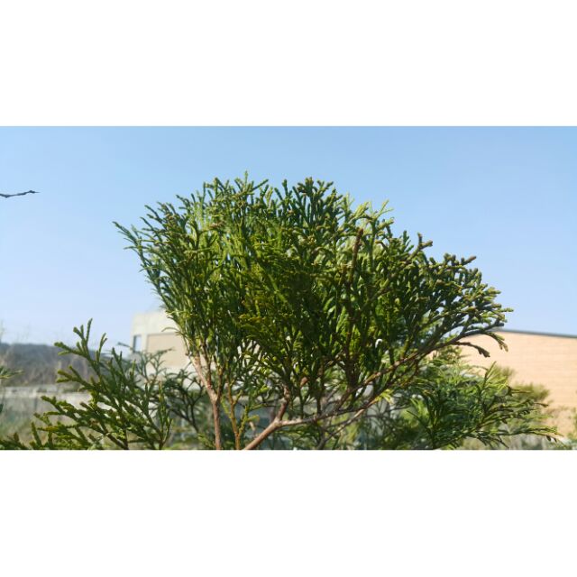 批發價 肖楠 美植袋 園藝 造景 居家綠化 陽台 樹精靈景觀造園 一年四季可種植 蝦皮購物